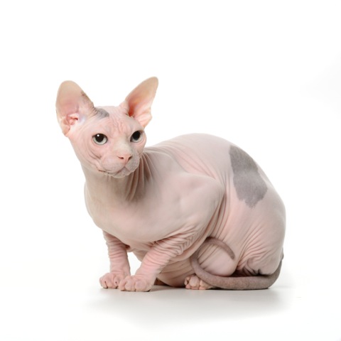 Miki Sanuki's Dragon Heart: Draako Miki Sanuki's Dragon Heart: Draako