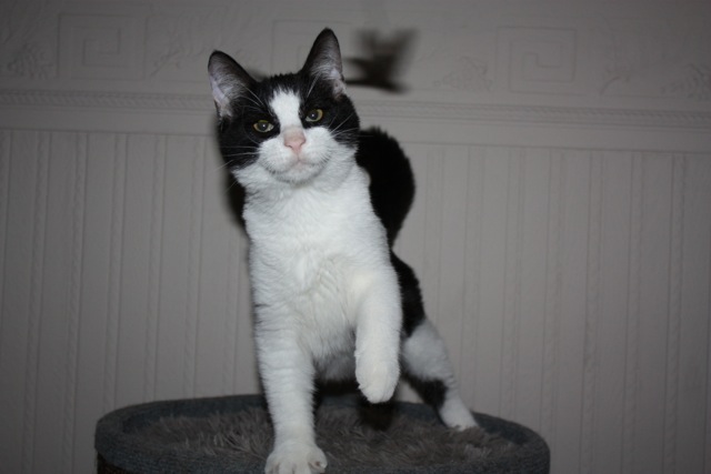 F2 Anunaki's Master Kush of ZeroPelagio