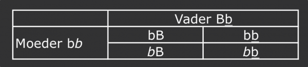Homozygoot BB4