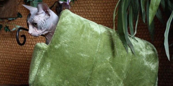 11954643_1093725187313273_1463555062554870554_n