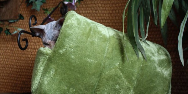 12004848_1093724973979961_7300901501290899630_n