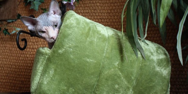 12049532_1093725077313284_5439485167566713780_n