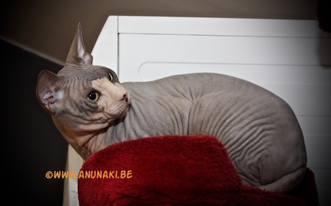 Anunaki's Face of Fortune : Face Anunaki's Face of Fortune : Face